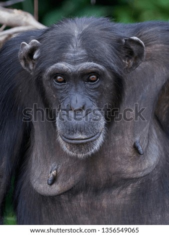 Chimpanzee in its natural habitat on Baboon Islands in The Gambia