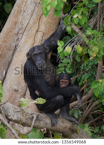 Chimpanzee in its natural habitat on Baboon Islands in The Gambia