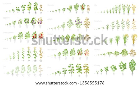Agricultural plant, growth set animation. Cucumber tomato eggplant pepper corn grain and many other. Vector showing the progression growing plants. Growth stages planting. Royalty-Free Stock Photo #1356555176
