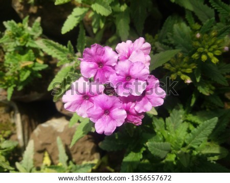 Pink colour flower very beautiful flower picture