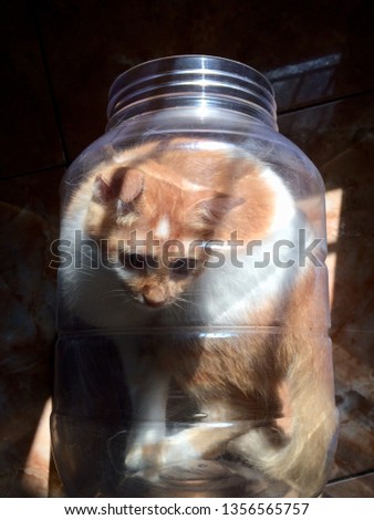 Cat in a jar. A cat inside a giant jar, playing around and gets confused, cannot go outside
