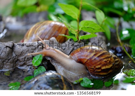Snail wildlife crawling on the water and clay in the nature and looking for some food among the green leaf