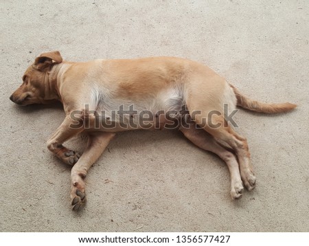 Brown bitch sleeps on the concrete floor.