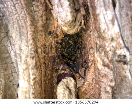 closeup of honeycomb in a timber