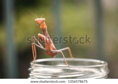 Praying Mantis Posing for Picture
