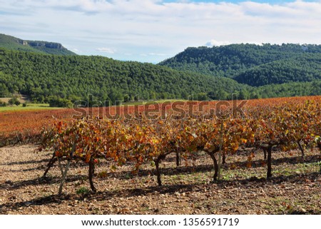 Landscape with autumn vineyards and farms at background near Vilafranca del Penedes, Catalunya, Spain
