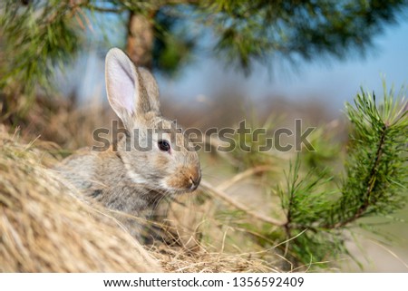 Rabbit hare while in grass in summer time