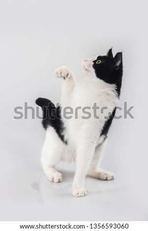 Little female cat playing on white background