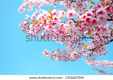 Soft focus,Cherry Blossom or Sakura flower against blue sky beautiful on background a spring day