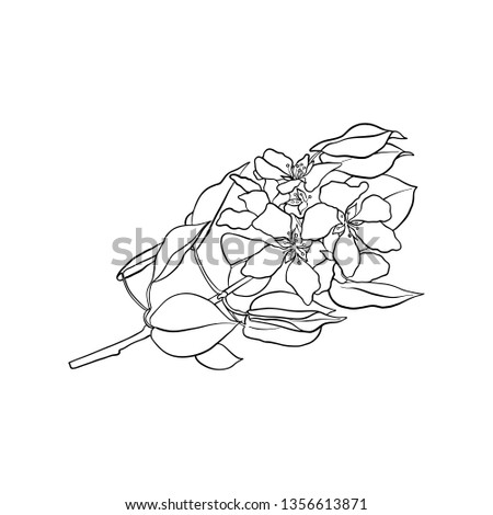 vector branch of blooming apple tree with leaves and flowers, hand drawn illustration