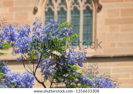 Blooming Jacaranda tree with purple flowers against old sandstone building with Gothic style windows on the background. Floral background