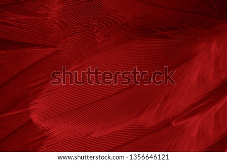 Beautiful red maroon feather pattern texture background