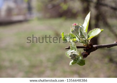 Apple blossoms. Apple tree is blooming in springtime. Spring blossoms background texture. Floral pattern. Flower wallpaper.