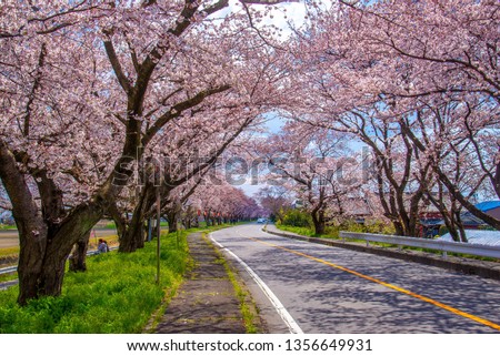 Hundreds of cherry trees planted by the side of the road.cherry, tree, blossom, flower, landscape, garden, pink, nature, beautiful, spring, romantic, flowers, japan, background, springtime, season, sa Royalty-Free Stock Photo #1356649931