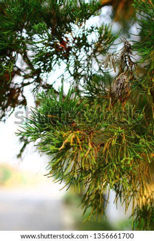 Pine Leaves like a Dragon Scales,Green pine tree background 