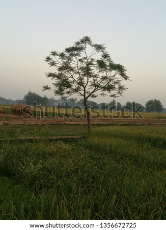 image of morning field of village 
