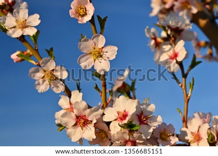 Beautiful nature scene with blooming tree and sun. Easter Sunny day. Spring flowers. Orchard Abstract blurred background in Springtime. Almond tree.