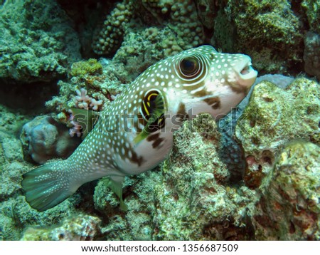 Whitespotted puffer (Arothron hispidus). Taking in Red Sea, Egypt.