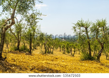 Chianti (SIena, Tuscany, Italy) - Vineyards and olive trees at a summer afternoon