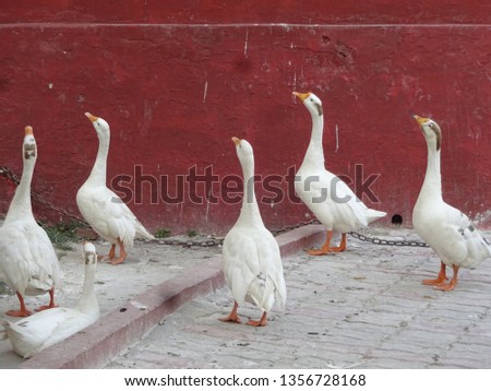 Duck white color