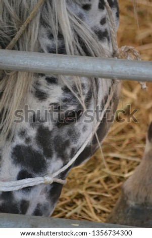 Sad look of an Appaloosa horse locked in a metal cage