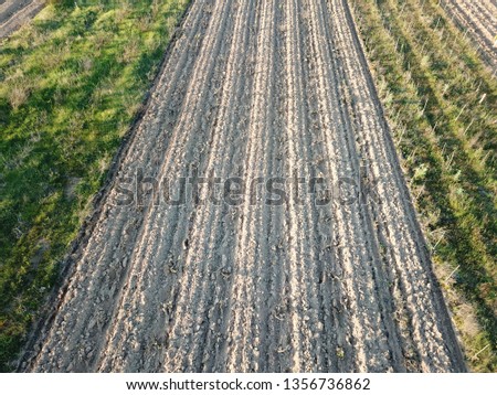 Rows in a vineyard, natural pattern above from a drone. Aerial view