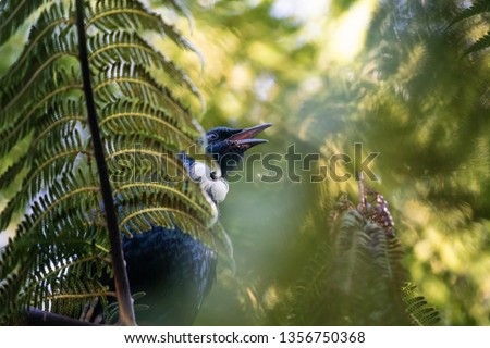 Tui bird in New Zealand Royalty-Free Stock Photo #1356750368