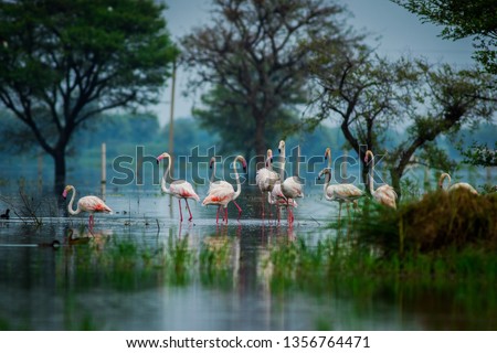 Greater flamingo flock in natural habitat in a early morning hour during monsoon season. A beautiful nature paining created by these flamingos at keoladeo national park, bharatpur             Royalty-Free Stock Photo #1356764471