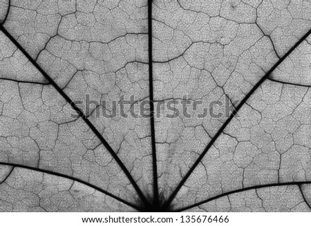 Black and white maple leaf macro photo