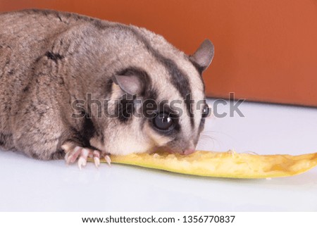 sugar glider with red gift box