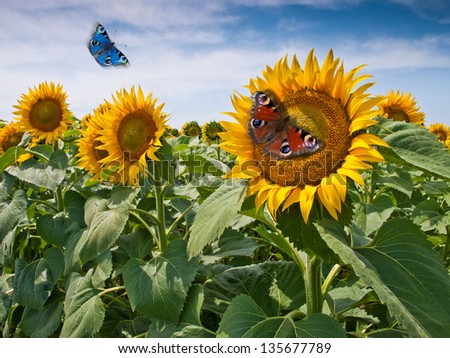 sunflower and butterflies background