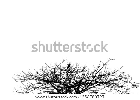 Silhouette birds sitting on a barren tree.