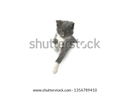 cat isolated on white background for design