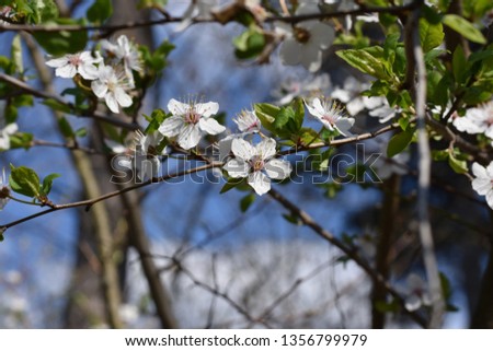 A Picture of a blooming tree, located in Kazanlak, Bulgaria