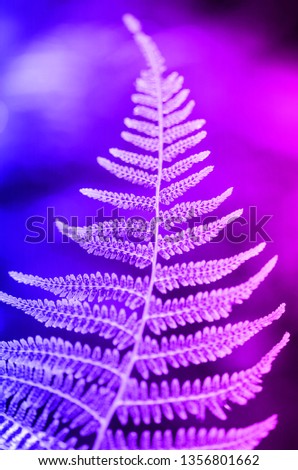Fern leaf texture in sunlight. Green leaves abstract nature background. Close-up. Trendy neon.