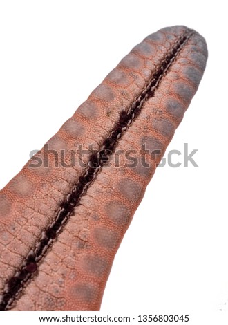 Starfish isolated on a white background with clipping path , dry-specimen animal marine .