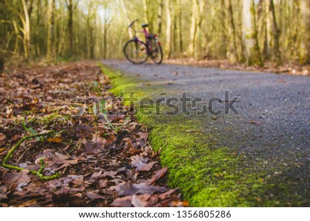 Asphalt bike path in the autumn forest with a bicycle standing on it, the Netherlands.