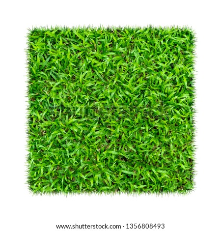 Green grass. Natural texture background. Fresh spring green grass. isolated on white background with clipping path.