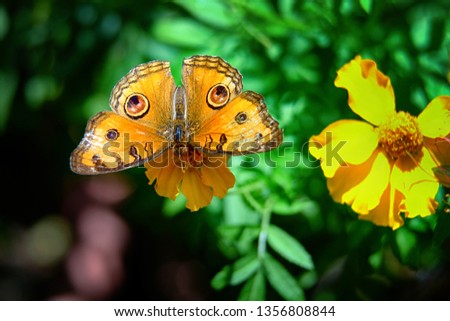 butterfly series - Peacock Pansy (Junonia Almana) 
