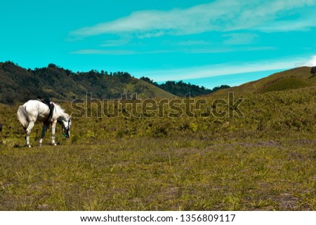 Scenic Green grass field view of rolling countryside green farm fields with horse
