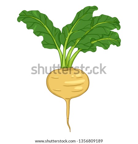 Vector Cartoon Yellow Turnip with Green Leaves Royalty-Free Stock Photo #1356809189