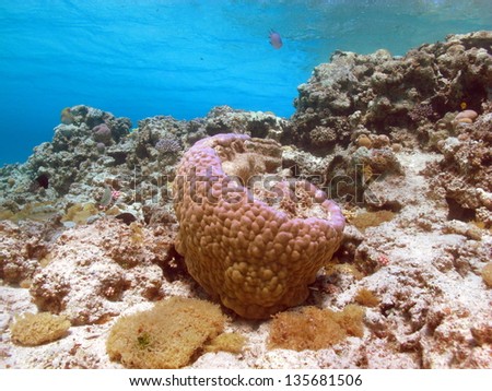 Underwater landscape with beautiful turquoise water and different kinds of the hard corals in shallow lagoon of the Red Sea