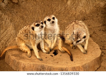The Meerkat Family (Suricata suricatta)