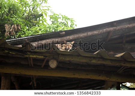 the Thai local cat sitting on the roof