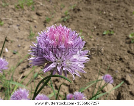 Blooming red clover outdoors on the ground