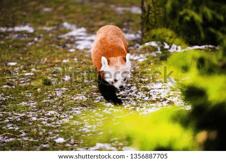 Portrait of a Red Panda ( Ailurus fulgens )