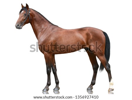 The beautiful bay sport horse  standing isolated on white background. Side view