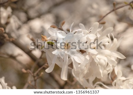Floral natural colorful outdoor image of a white magnolia blossom in bright sunshine with a  blurred natural background on a hot spring day 