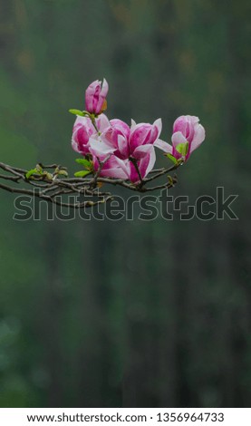 Magnolia blossoms open
