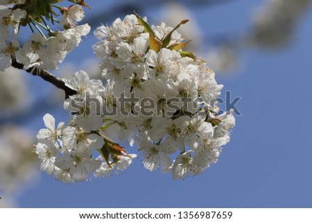 Apricot blossoms. Blooming tree. Closeup photo of blooming apricots 